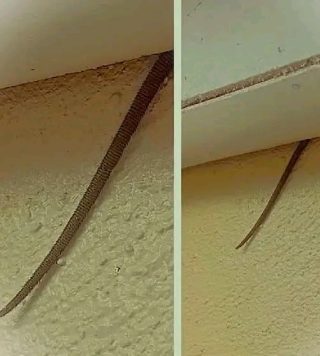 Spotted this sticking out from my ceiling — what is it? 👀 See it in the comments 👇