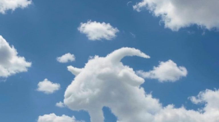 If You See a Turtle or a Camel First — What It Reveals About How Your Brain Works