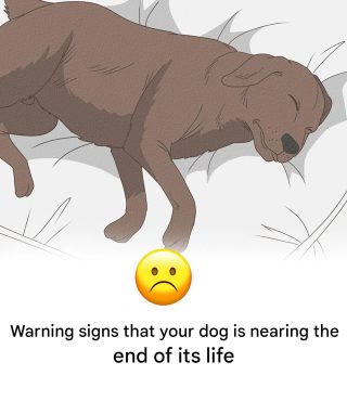 11 signs that your dog is nearing the end of its life