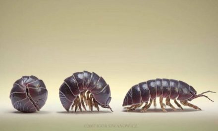 What Did You Call These, When You Were Growing Up?
